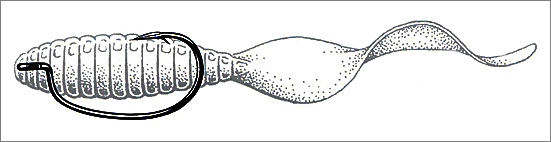 Вариант оснащения крючков Owner 5137 Rig'n Hook